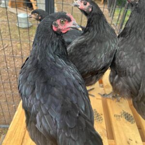 Australorp Point-of-Lay Hens