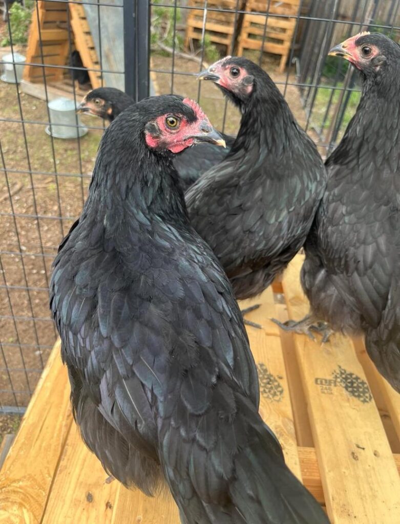 Australorp Point-of-Lay Hen Australorp Point-of-Lay Hens