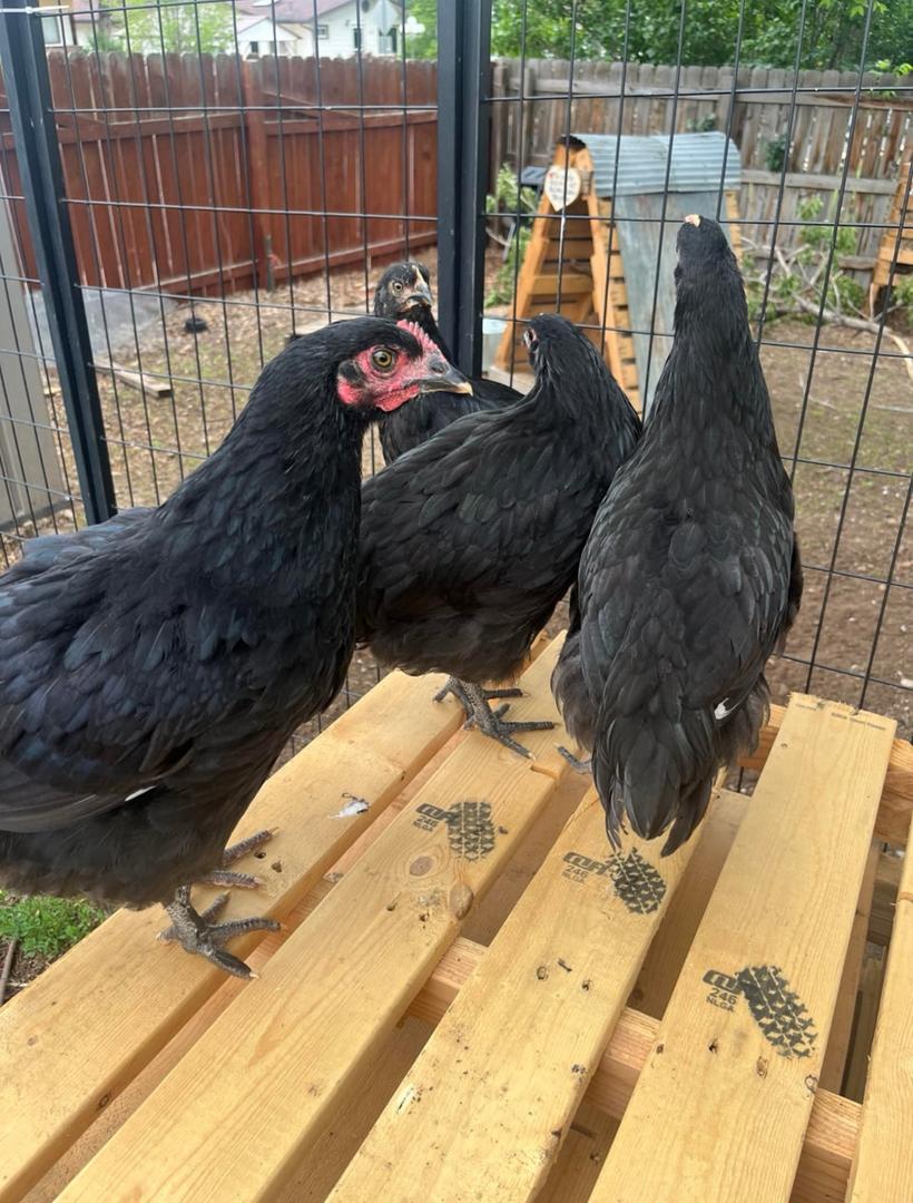 Australorp Point-of-Lay Hens - Image 3