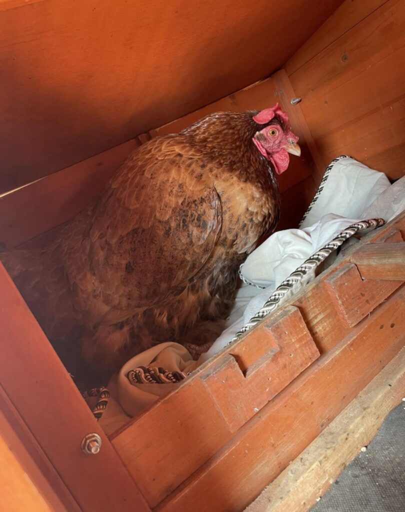 lohmann brown egg production .best egg laying chickens