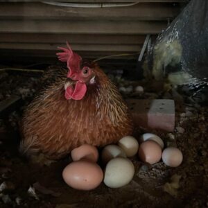 Leghorn Chickens for Sale