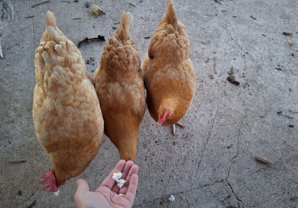  Layer hens for sale USA