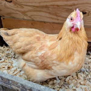 Buff Orpington chickens