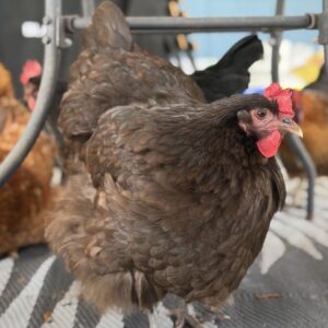 Chocolate Orpington Chickens