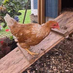 Golden Comet Point of Lay Hens