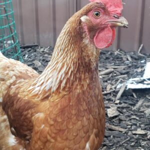 Golden Comet Chickens for Sale