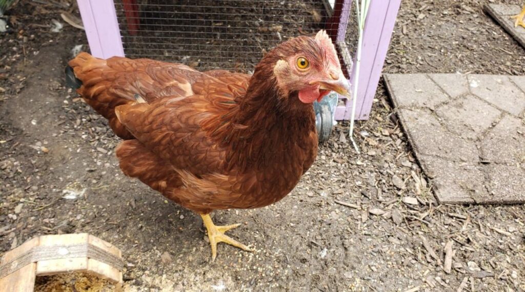 Rhode Island Red Backyard Chickens