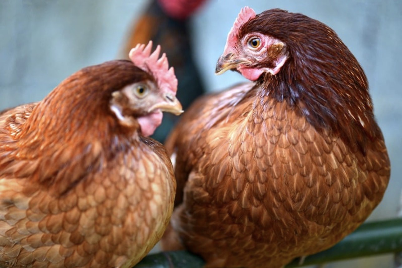 lohmann brown chickens for sale in USA