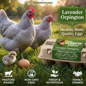 Lavender Orpington Chickens