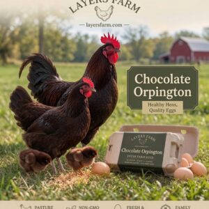 Chocolate Orpington Chickens