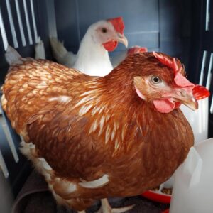 ISA Brown Chickens for Sale