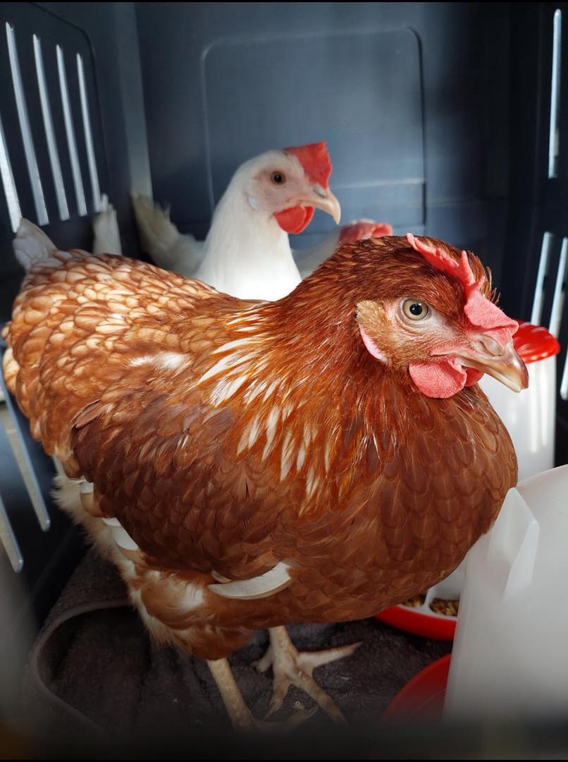 ISA Brown Chickens for Sale