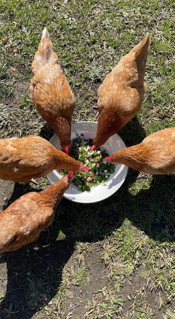 Raising backyard chickens can be a fun and rewarding hobby. Here’s a comprehensive guide to help you get started, from setup to egg collection.