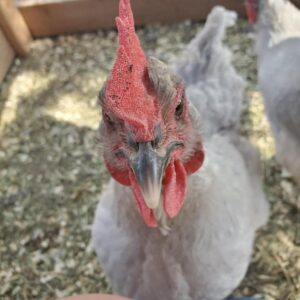 Lavender Orpington chickens