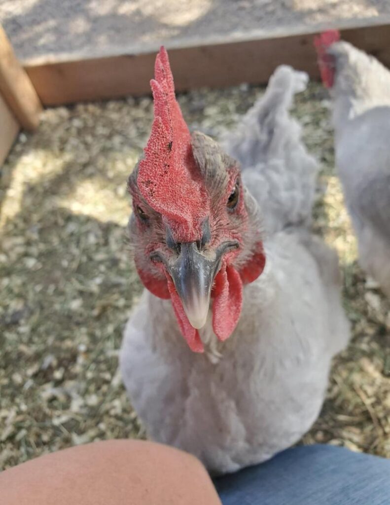 Chicken Coop Setup