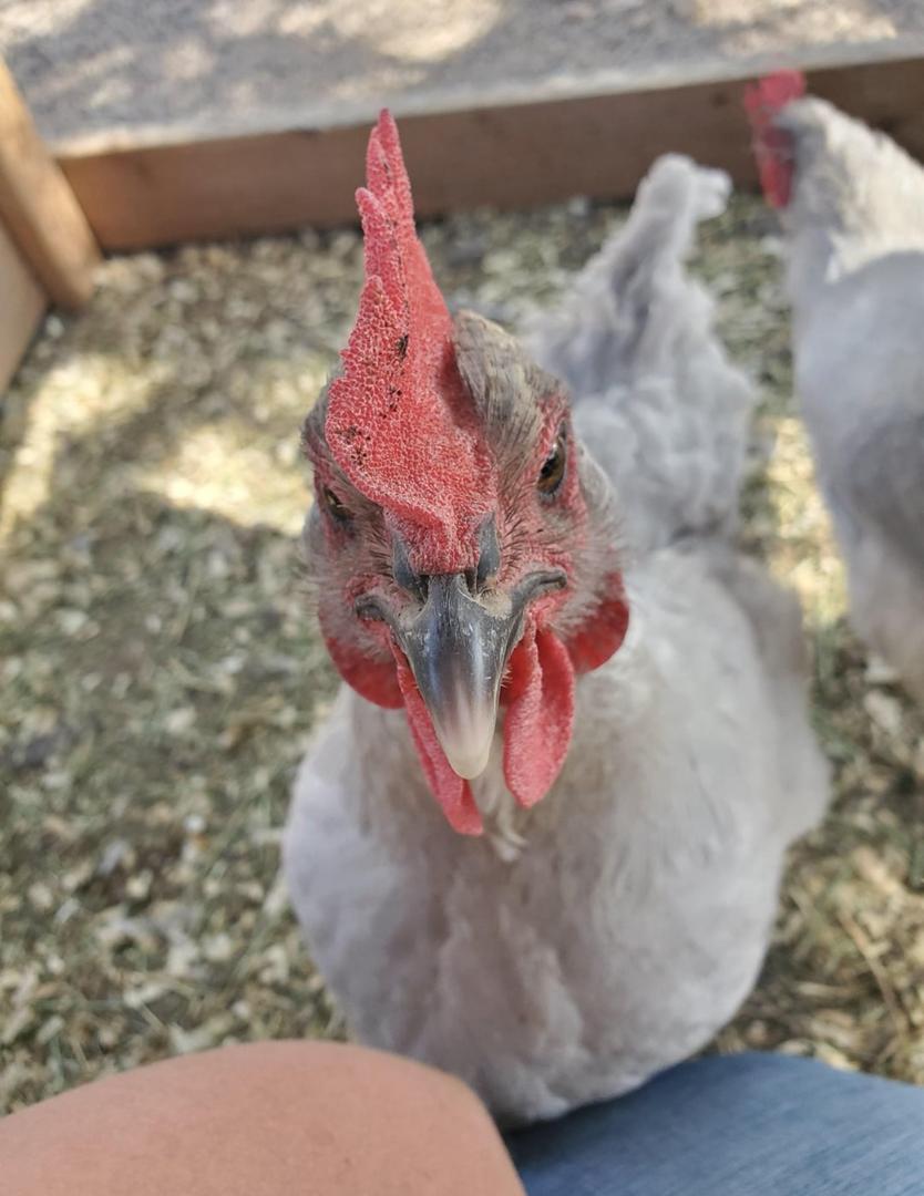 Lavender Orpington chickens