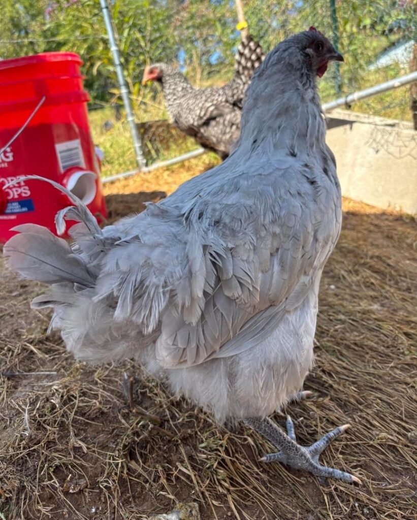 free-range chickens