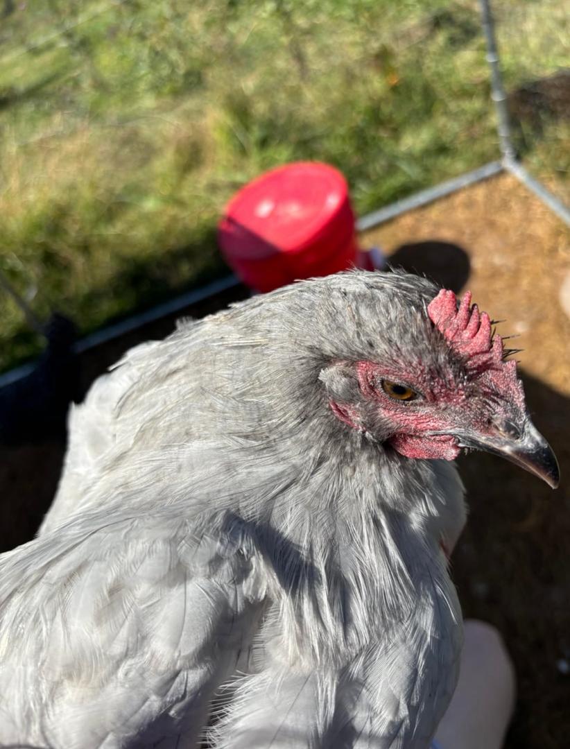 Lavender Orpington laying hens