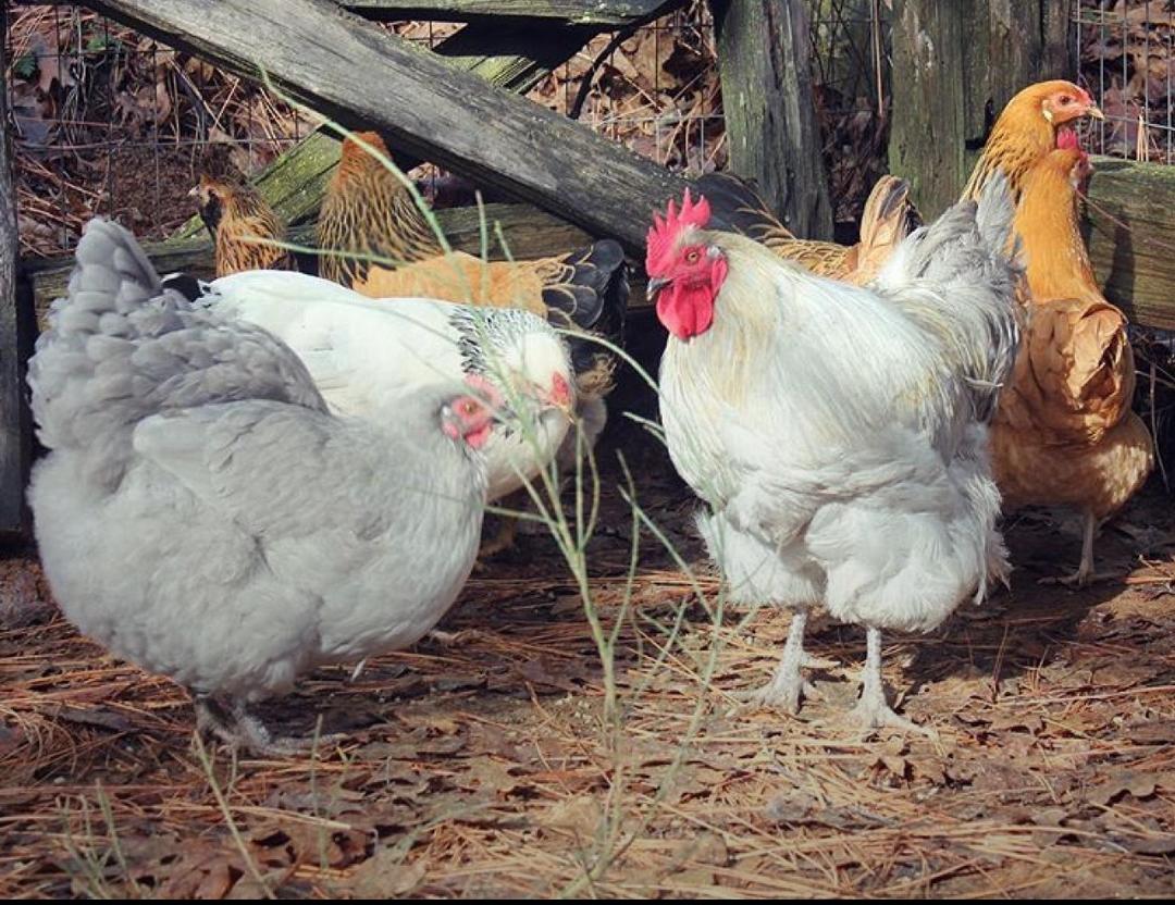 Lavender Orpington Chickens - Image 4