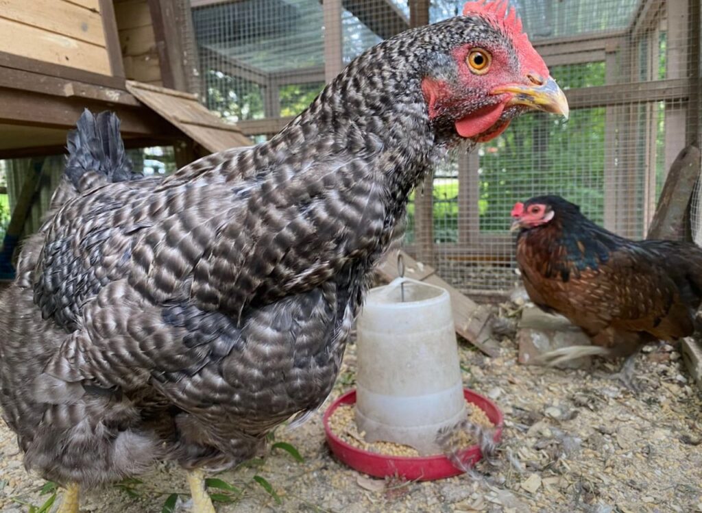 Plymouth Rock Chickens for Sale