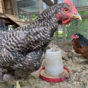 Plymouth Rock Chickens for Sale