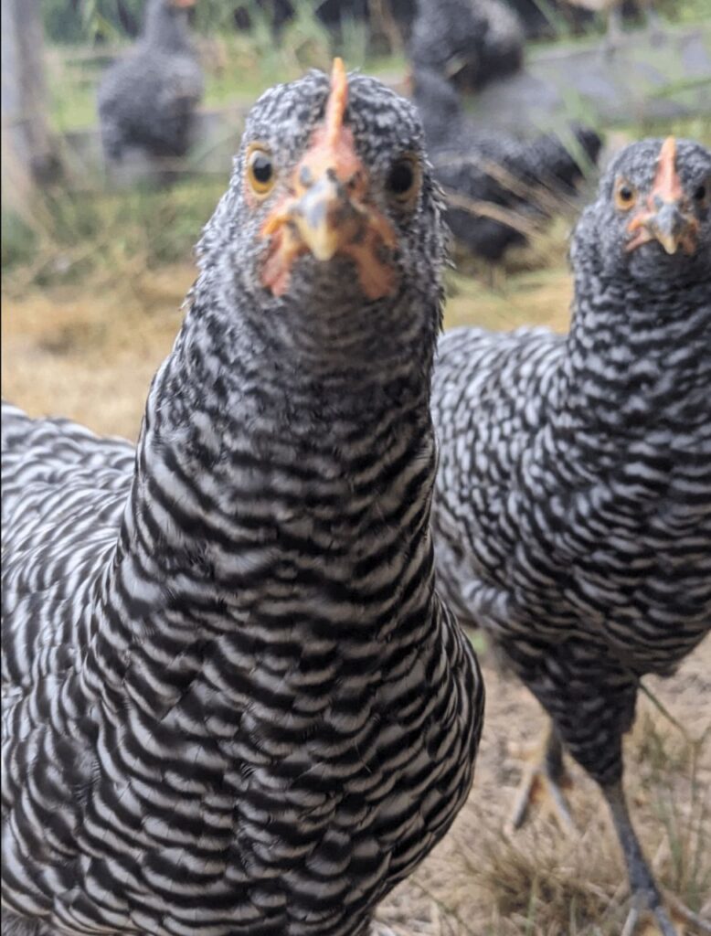 buy Barred rock hens