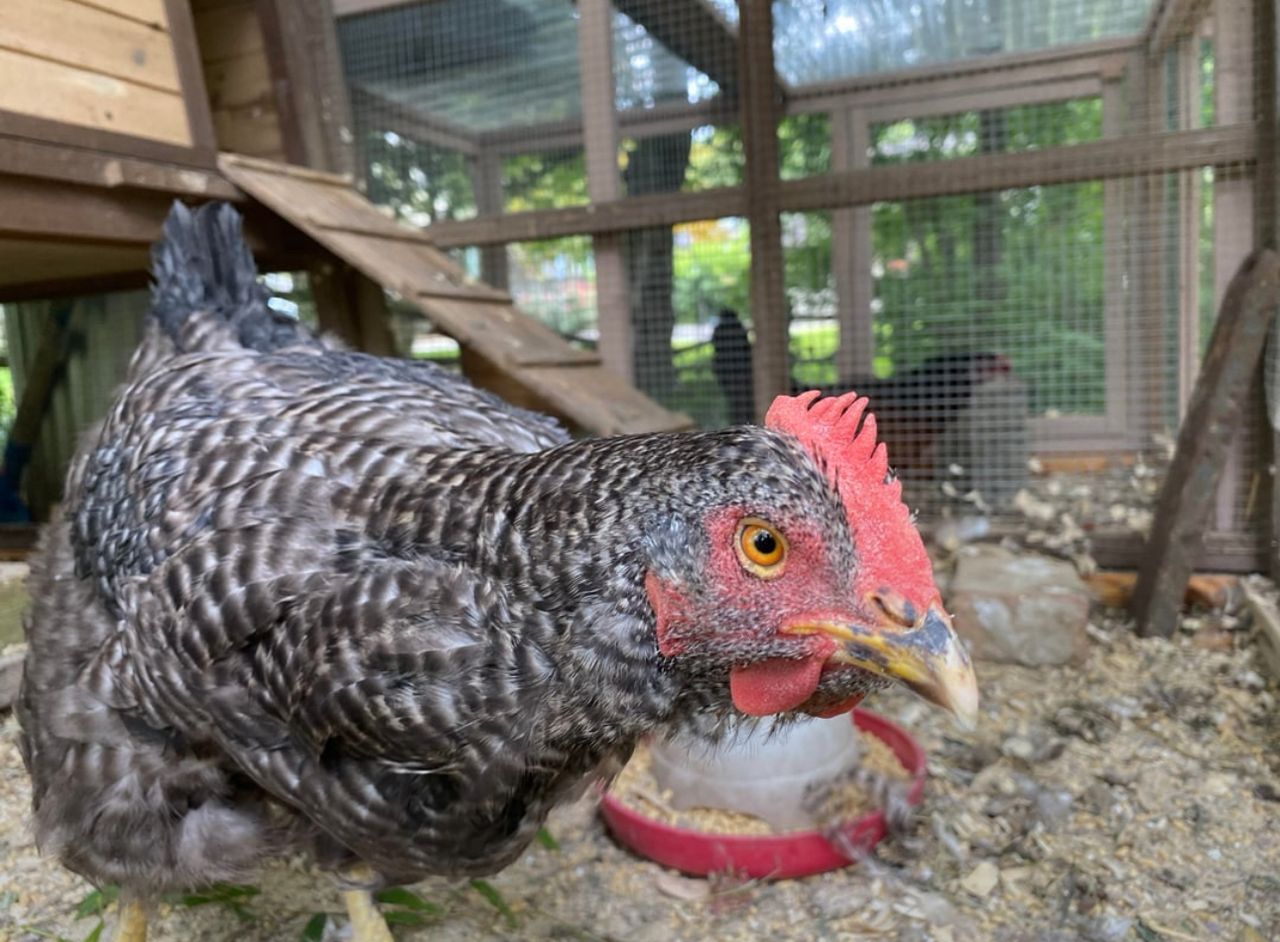 Plymouth Rock Chickens for Sale