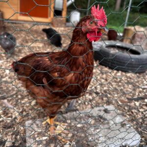 Rhode Island Red Rooster