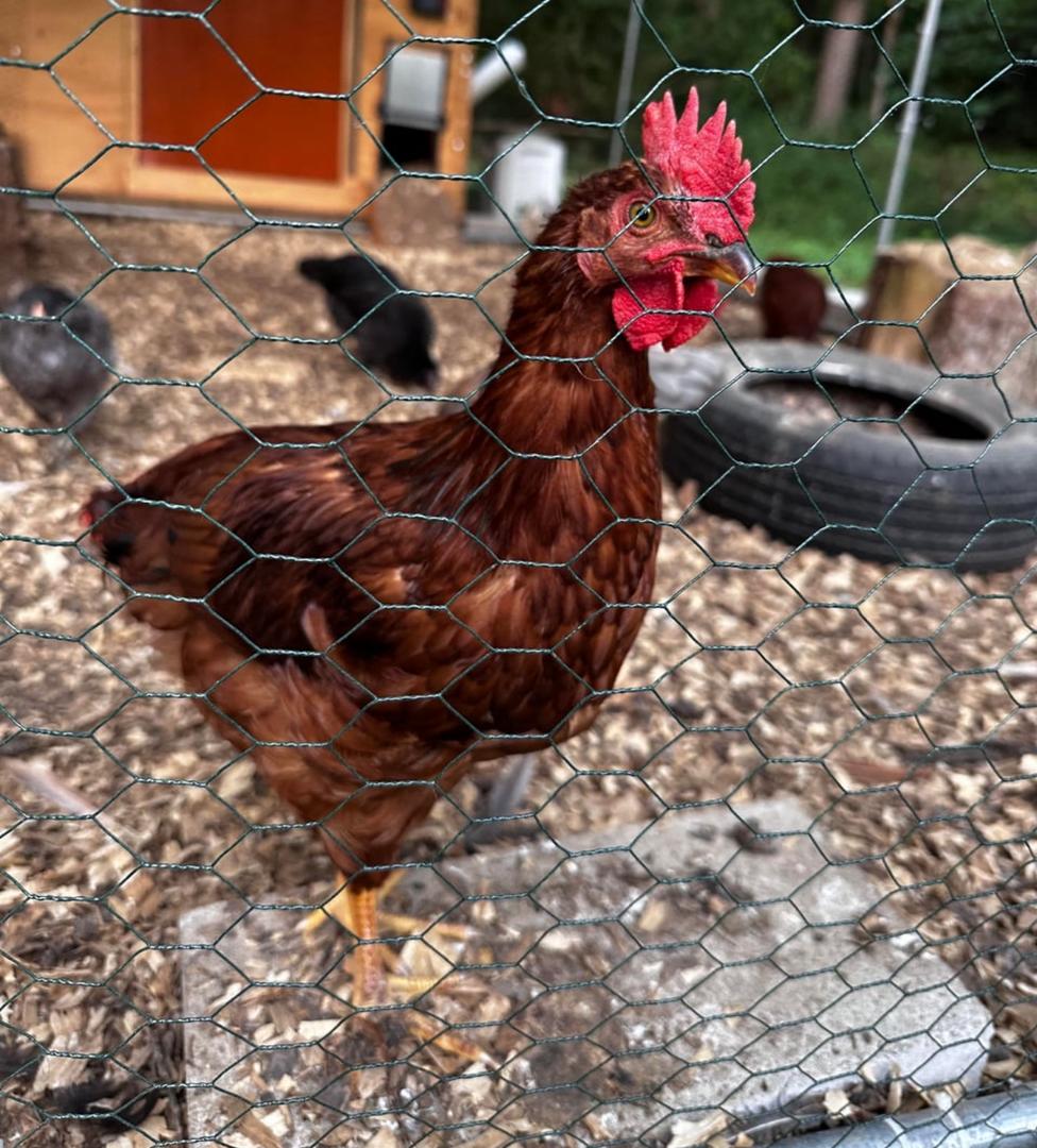 Rhode Island Red Rooster