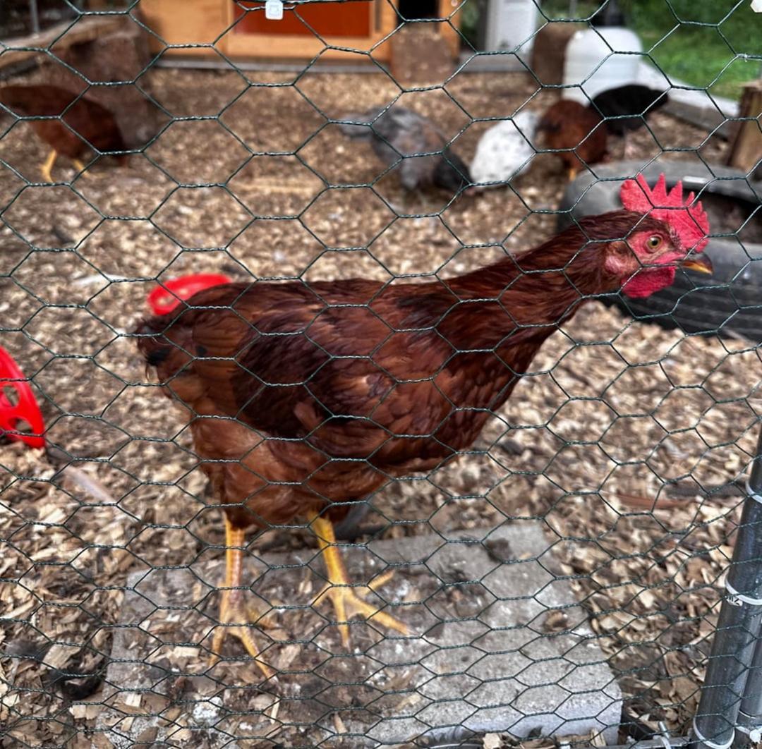 Rhode Island Red Rooster - Image 2