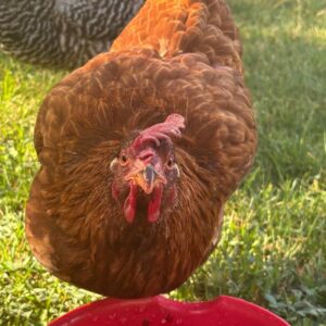 Rhode island red chickens