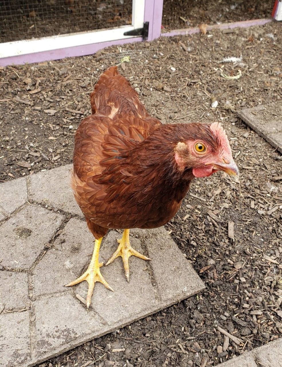 Rhode island red chickens for sale