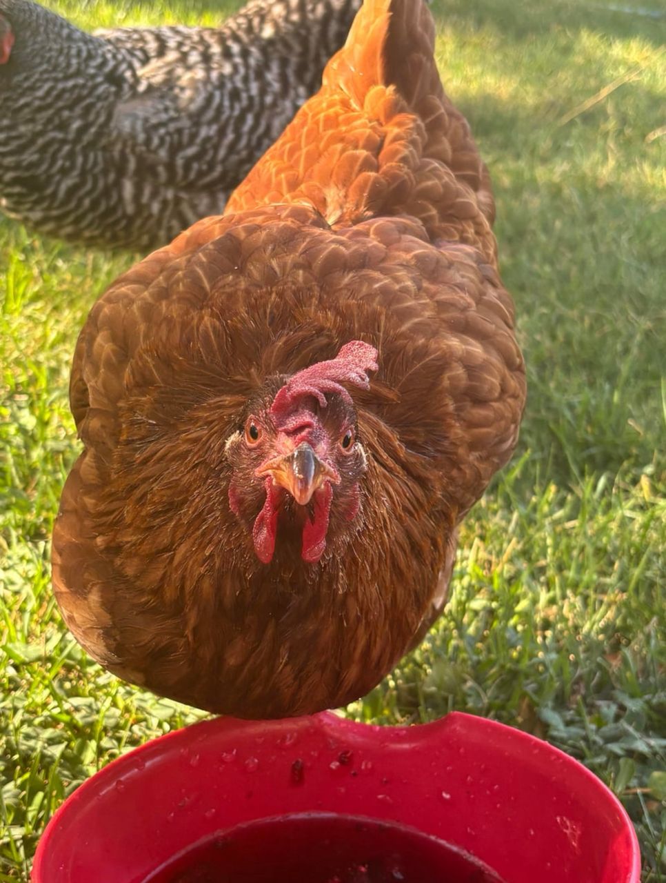Rhode island red chickens
