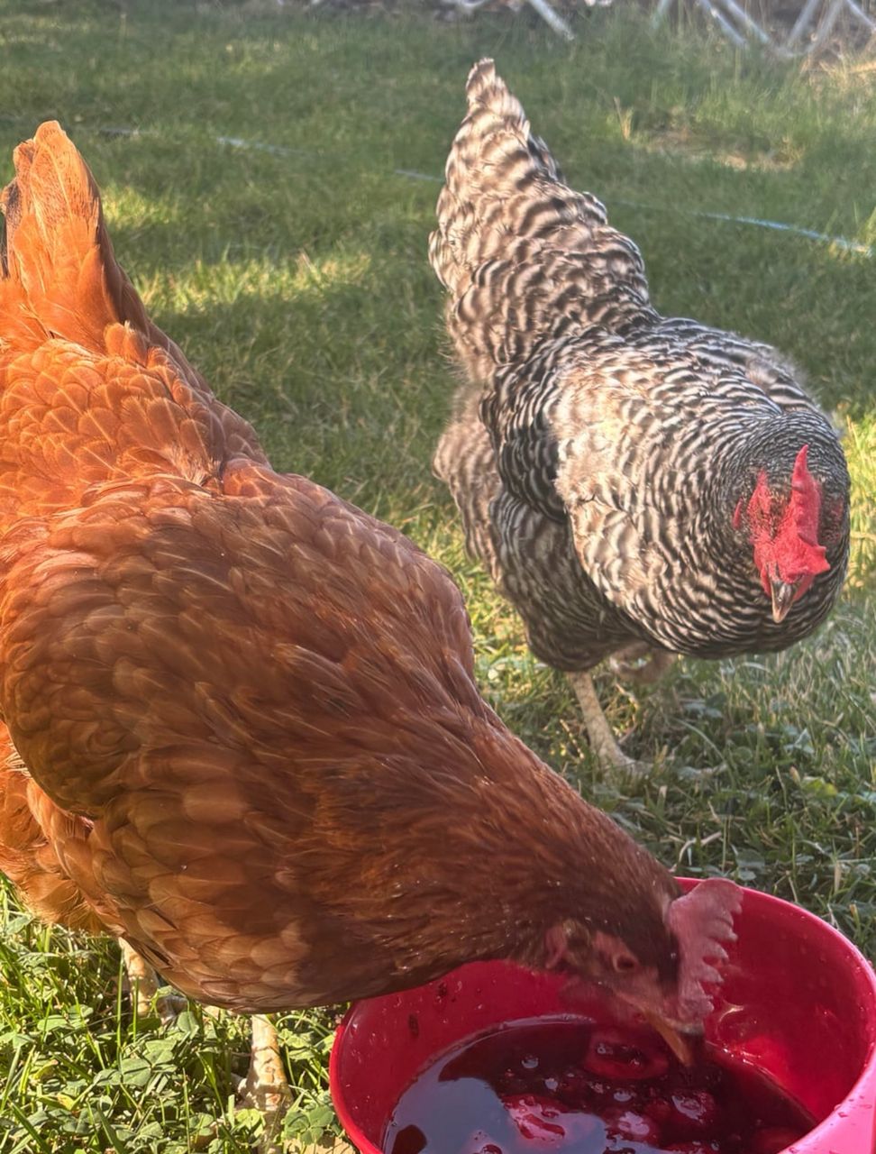 Rhode island red laying hens