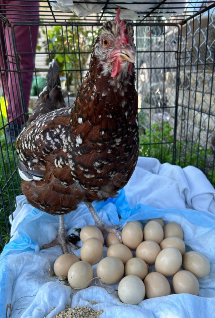 Pasture-raised eggs