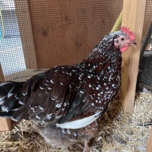 Speckled Sussex chickens for sale