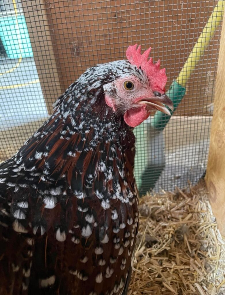 Speckled Sussex chickens pullets price