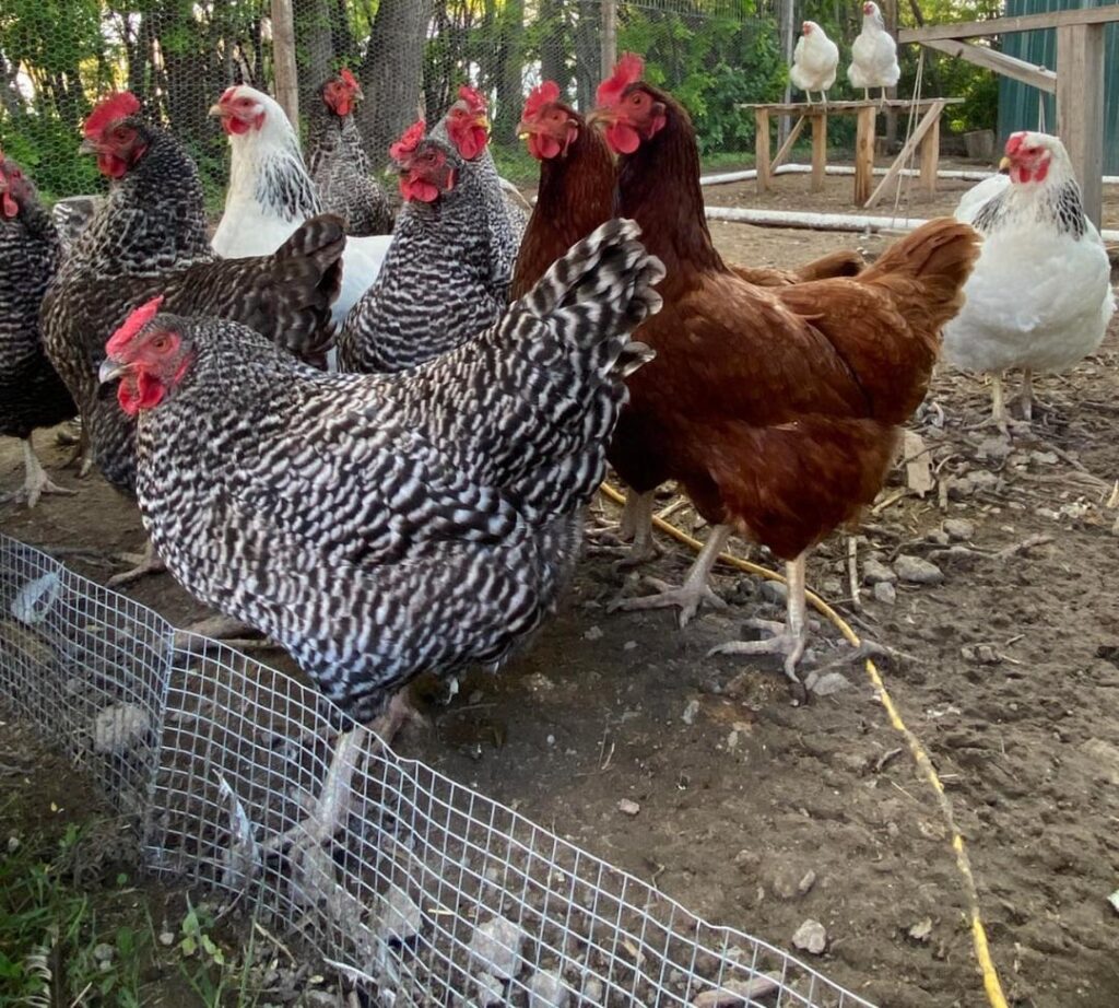 Best laying hens