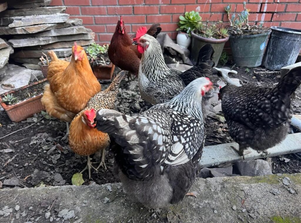 best laying hens for beginners