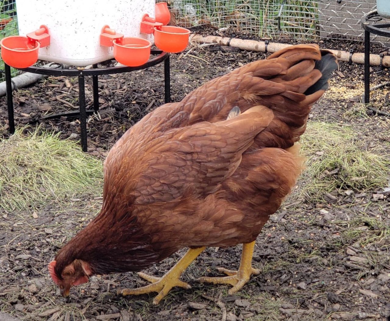 Healthy laying hens foor sale