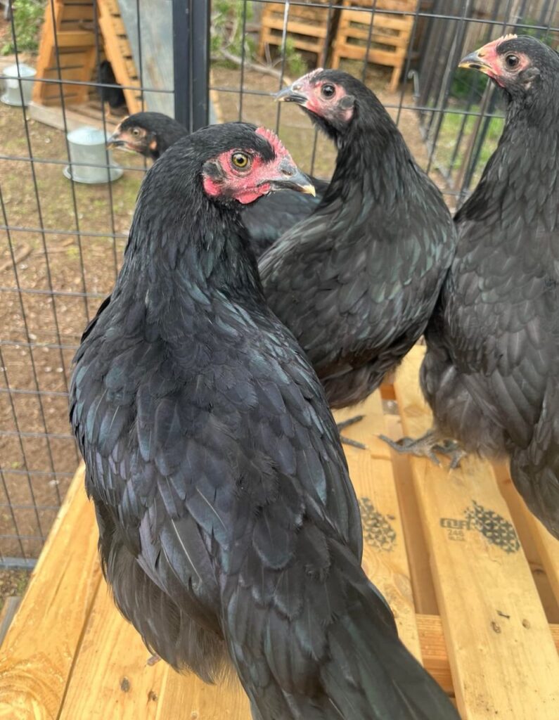 Ready-to-Lay Hens for Sale