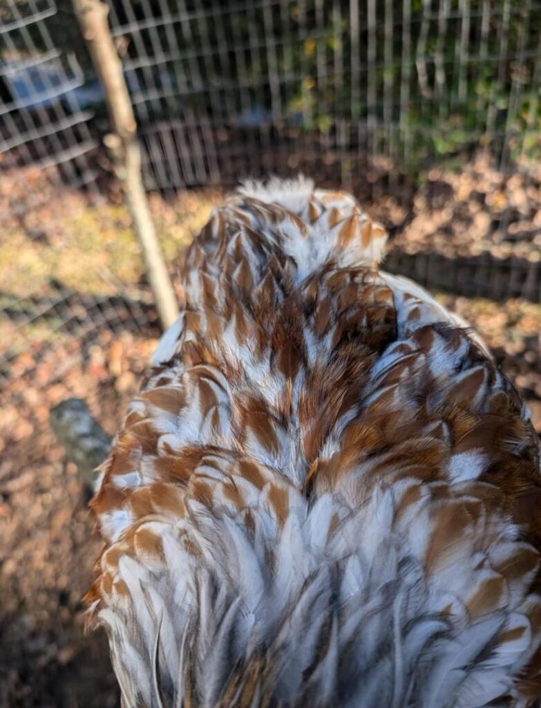 Speckled Sussex Chickens