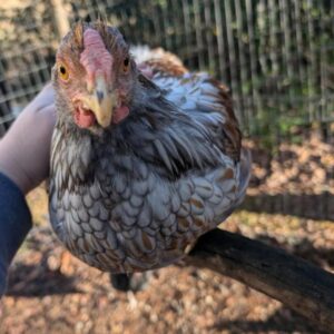 Wyandotte Chickens for Sale