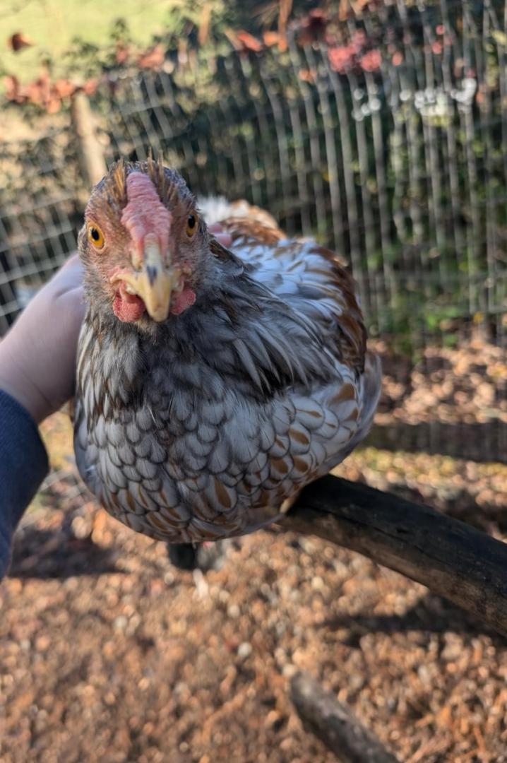 Wyandotte Chickens for Sale