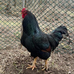 Black Australorp Rooster for Sale USA – Healthy Breeding & Backyard Roosters