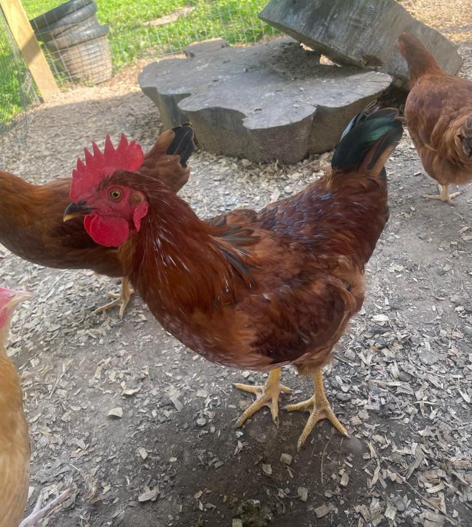 Rhode Island Red Rooster