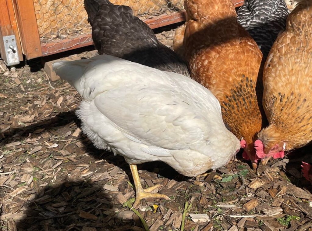  white egg laying hens for sale