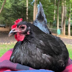 Australorp chickens for sale