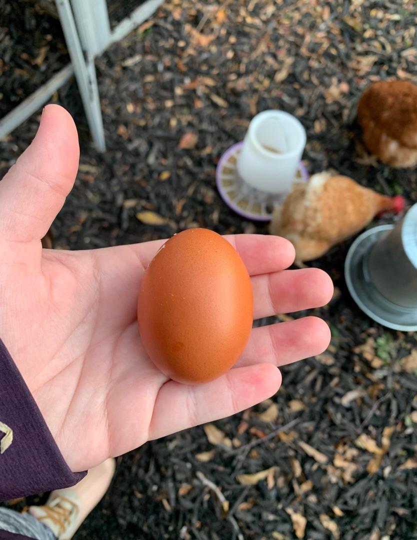 brown egg laying chickens