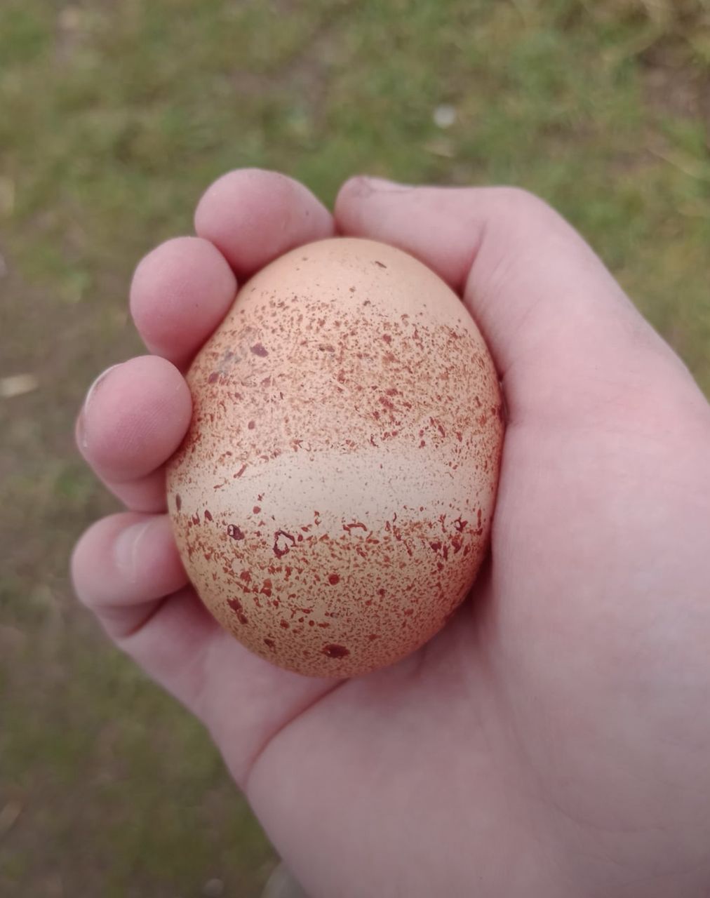 rhode island red chickens - Image 6